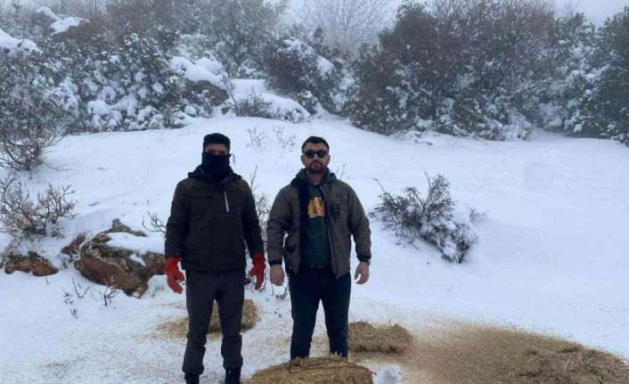 Gaziantep’te karlı havada aç kalan yaban hayvanları için doğaya yem bırakıldı