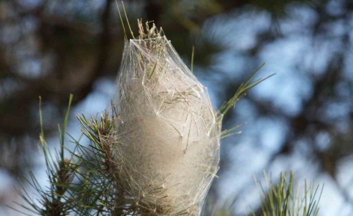 Hem ağaca hem insanlara zararı var: Samsun ormanlarında çam kese tırtılı istilası