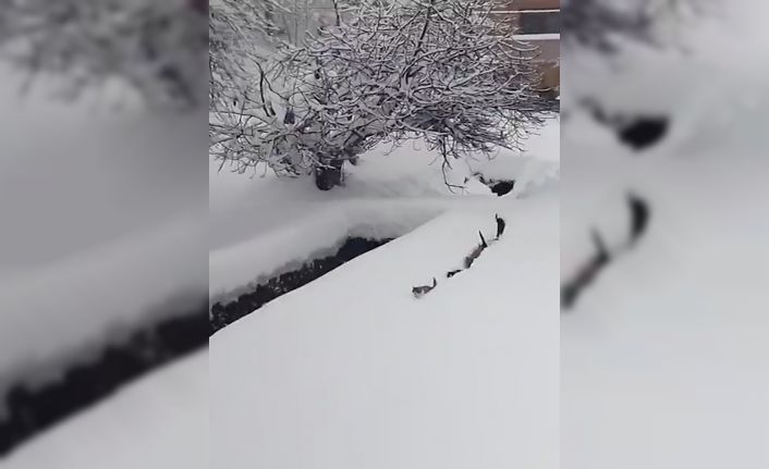 Kedilerin karda yürümeye çalıştığı anlar renkli görüntüler oluşturdu