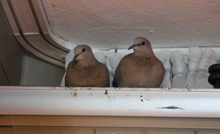 Kışın ortasında balkon camını kapatmıyorlar, nedeni ise çifte kumrular