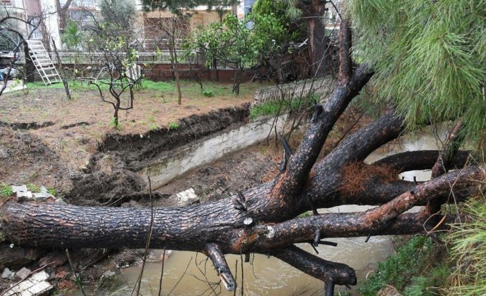 Kuşadası’nda dereye devrilen çam ağacı dere yatağını tıkadı, belediye ekipleri seferber oldu