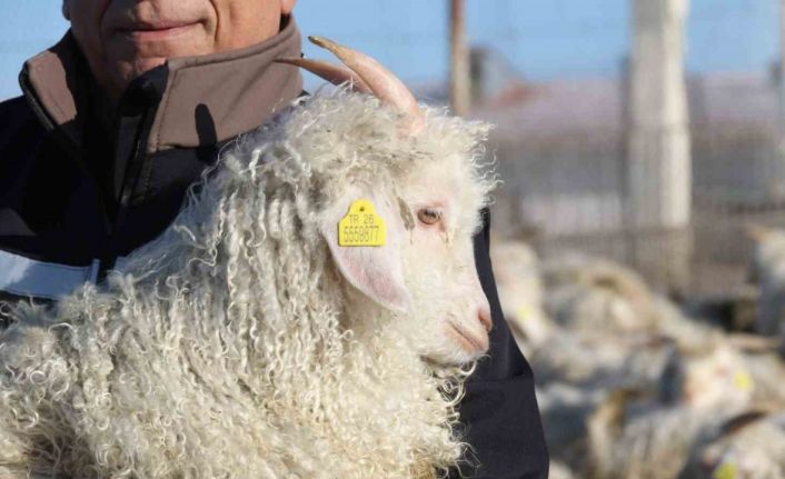 Nesli tükenme tehlikesi altında olan bin 200 Ankara keçisine gözleri gibi bakıyorlar