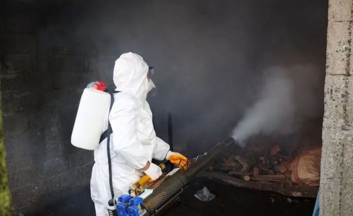 Ordu’da kahverengi kokarcaya karşı 300 binden fazla kışlak ilaçlanıyor