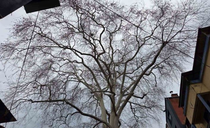 Samsun’un koruma altındaki 11 çınarından biri 160 yıldır dimdik ayakta