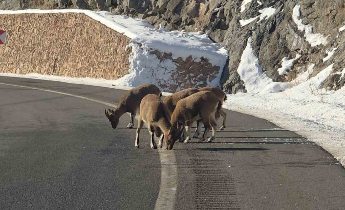 Sarp kayaların efendileri dağ keçileri Vauk Dağı eteklerinde otlanırken görüldü