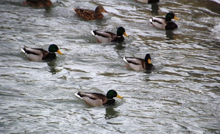 Sibirya’dan göç eden yeşilbaşlı ördekler Çoruh Nehri’ni mesken tuttu