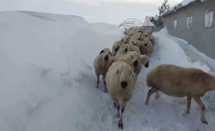 Sivas’ta kar kalınlığı yer yer 2 metreyi aştı, en çok hayvancılık yapanlar zorlandı