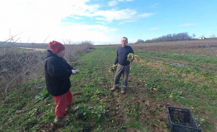 Toprağa emek, çocuklara gelecek: Karı-koca dört mevsim tarlada çalışıyor