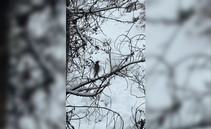 Tunceli’de beyaz örtü üzerinde nadir anlar: Nesli tehlike altındaki su samuru kamerada