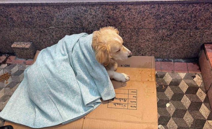Üşüyen köpeğe yeni aldığı yorganı örten esnaf yürekleri ısıttı