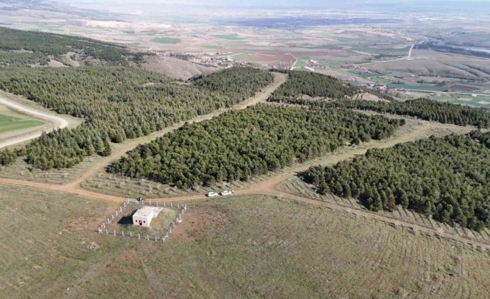 Vahşi cinayet zanlısı önce boğmuş sonra 2 gün art arda yakmış