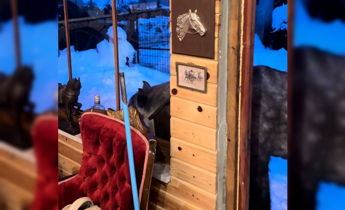 Yabani yılkı atları evine kadar geldi, ortaya samimi anlar çıktı: "Hoş geldiniz"