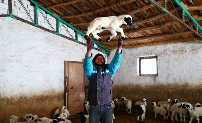 Yeni yıl bereketiyle geldi: Soğuk hava ile birlikte kuzu doğumları arttı