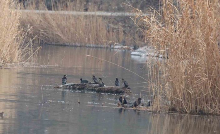 Ağrı Dağı Milli Parkı 200’ü aşkın kuş türüne ev sahipliği yapıyor