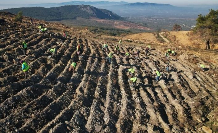 Akhisar’da yanan alanlar yeniden yeşeriyor: 2 milyon 325 bin fidan toprakla buluşacak