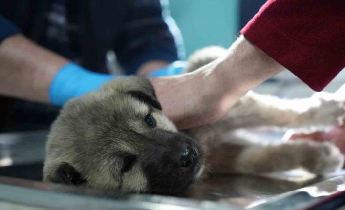 Bayburtlu şoförden insanlık dersi: Başka sürücünün çarpıp kaçtığı yaralı köpeğe umut oldu