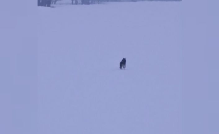 Bitlis’te aç kalan kurtlar şehre inmeye devam ediyor