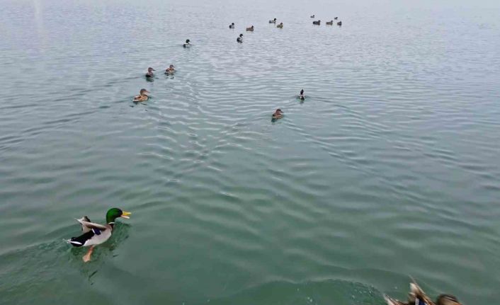 Bitlis’te sazlıklar dondu, kuşlar gölde toplandı