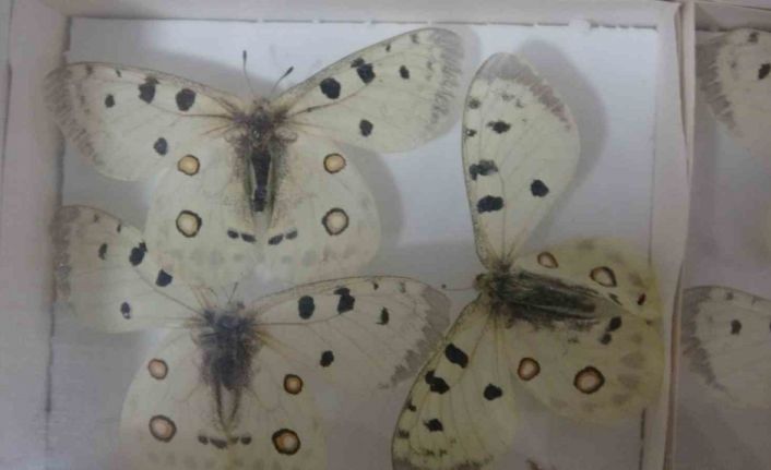 Böcek Müzesi 30 bin örnekle bilime katkı sunuyor, çocukların korkularını yeniyor