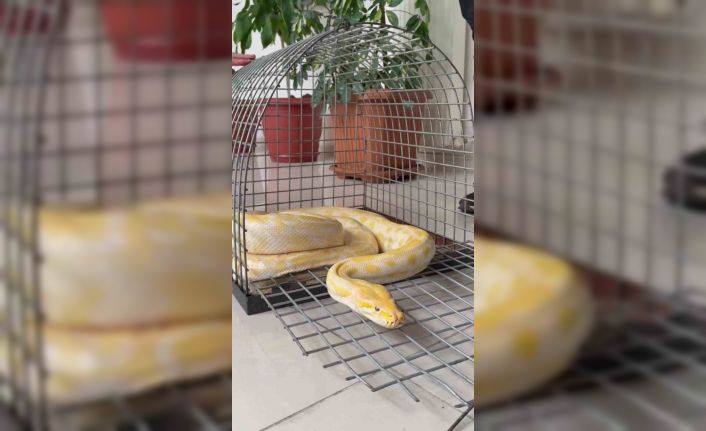 Denizli’de gösteride kullanılan nesli tehlike altındaki piton koruma altına alındı