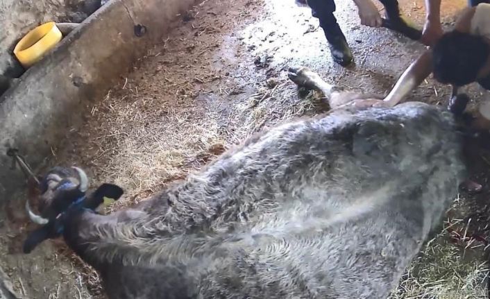 Doğum yapmakta zorlanan ineği sezaryen yapan S.T.’den açıklama: Çağırdılar insanlık namına yardımcı oldum