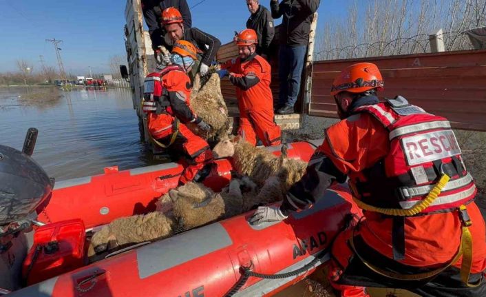 Edirne’de taşan su seviyesi yer yer 2.5 metreye yükseldi: Mahsur kalan hayvanlar kurtarılıyor
