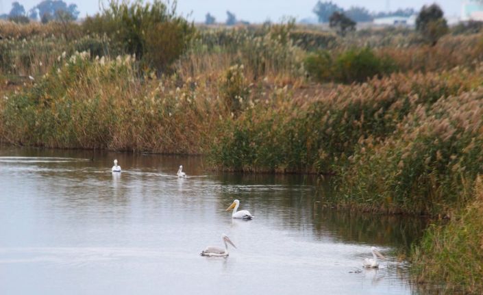 EKODOSD Başkanı Sürücü: "Söke Ovası antik dönemdeki deniz görünümüne döndü"