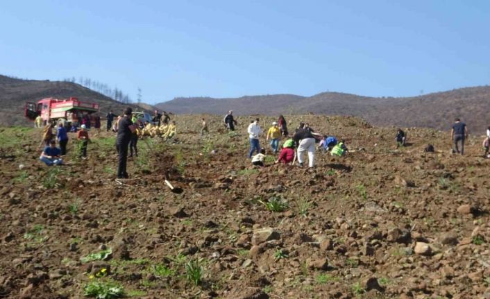 Hatay’da orman yangınından zarar gören alanlarda 5 bin fidan toprakla buluşturuldu