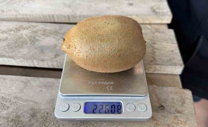 İznik’te yetiştirilen dev kiviler ağırlıklarıyla rekor kırdı, Avrupa pazarının dikkatini çekti