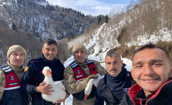 Kayıp kazlar üç gün sonra dere yatağında bulundu