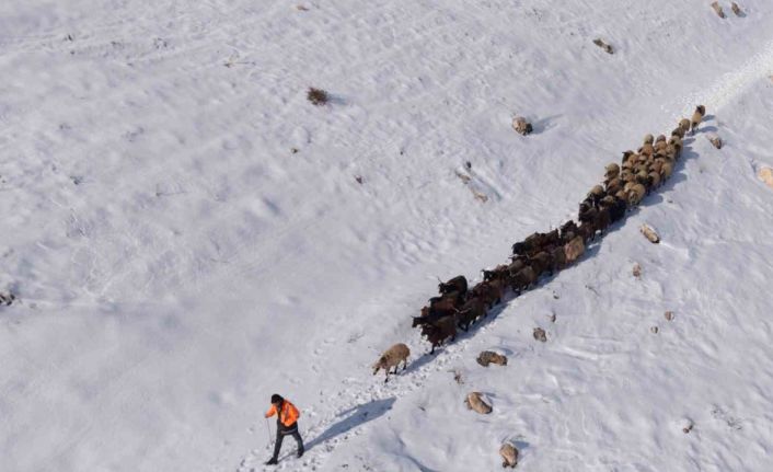 Mardin’de besicilerin zorlu ’kar’ mesaisi: Sürüler beyaz örtüde yol alıyor