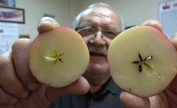 Misket elma yok satıyor: Taklitlerinden yıldız testiyle ayırt ediliyor