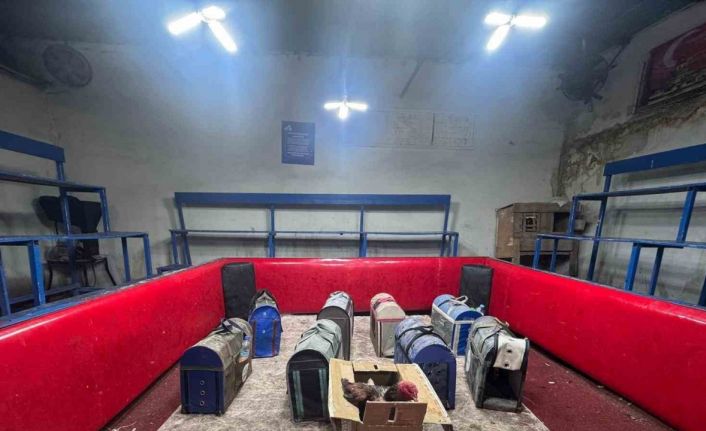 Polis, temizlik işçisi kılığına girerek horoz dövüşünü ortaya çıkardı