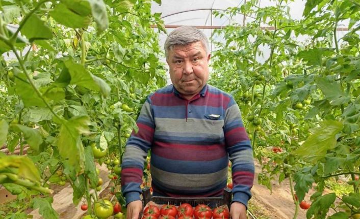 Simav’da yetişen ’coğrafi işaretli’ Eynal domatesi pazarlarda ilgi görüyor