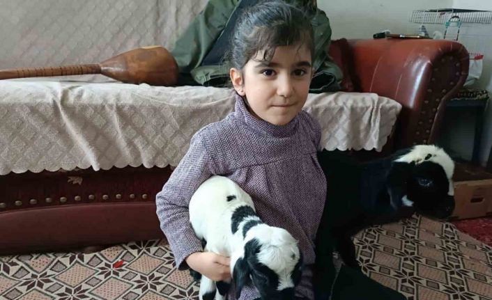 Soğuk hava kuzuları eve taşıdı: Elazığ’da yeni doğan kuzular biberonla besleniyor