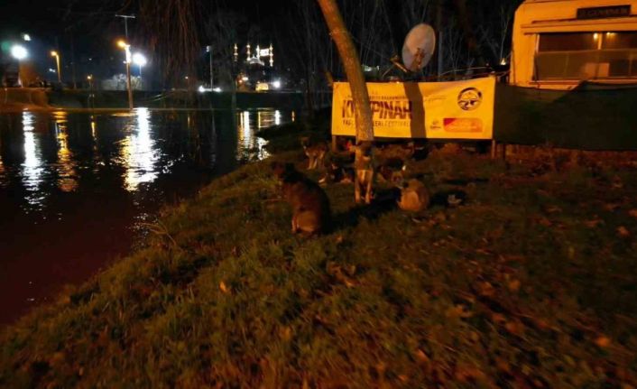 Tunca Nehri taştı: Suyla dolan Sarayiçi güreş alanında köpekler mahsur kaldı