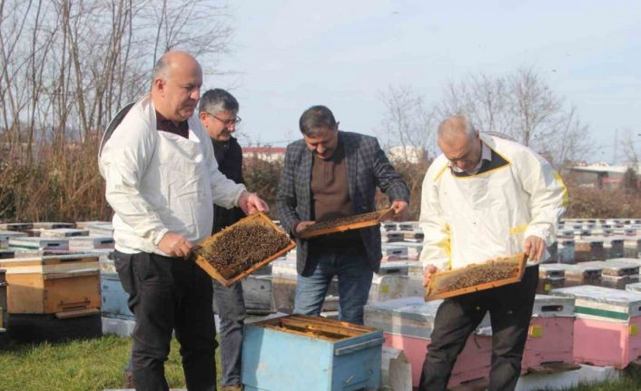 Türkiye’de en fazla bal üretiminin yapıldığı Ordu’da arıcılar sezona hazırlanıyor