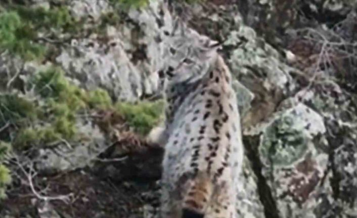 Yaban hayatında nadir görüntü: Artvin’de dağların zirvesinde gebe vaşak kamerada