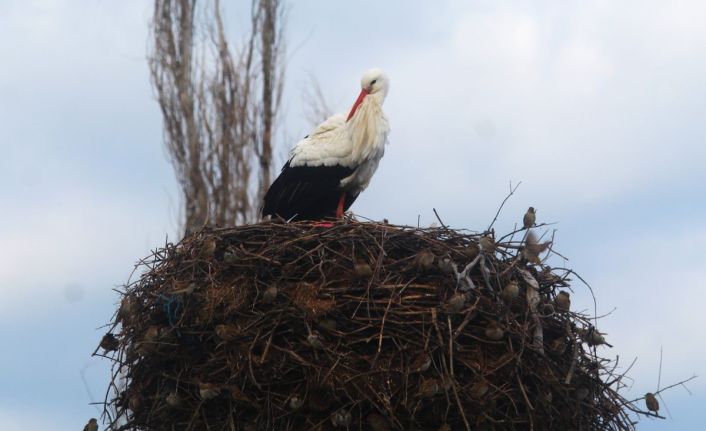 Yılın ilk leylekleri gelmeye başladı, ilk gören 1 çuval unu kaptı