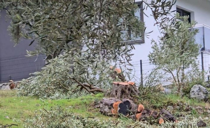 Zeytin ağaçlarını kesen ve görevinden istifa eden CHP’li başkana 36 bin 762 lira para cezası