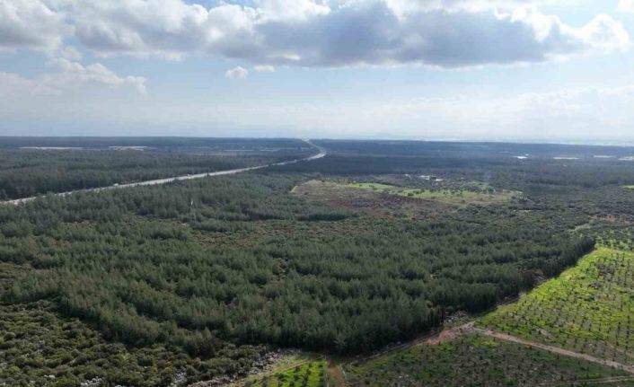 "81 İlde 81 Orman" projesi ilkbahar dikimleriyle devam ediyor
