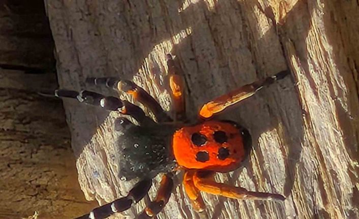 Akdeniz ve Orta Asya’nın nadir türü Elazığ’da ortaya çıktı