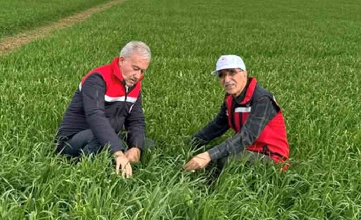 Araban Ovası’nda etkili olan yağışların buğday ve arpa ekili alanlara zararı incelendi