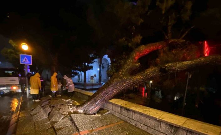 Aydın kent merkezinde faciadan dönüldü: Asırlık çam ağacı devrildi