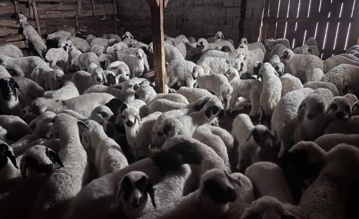 Bayburt’ta buzağı, malak, kuzu ve oğlak desteği ikinci dönem başvuruları yarın başlıyor