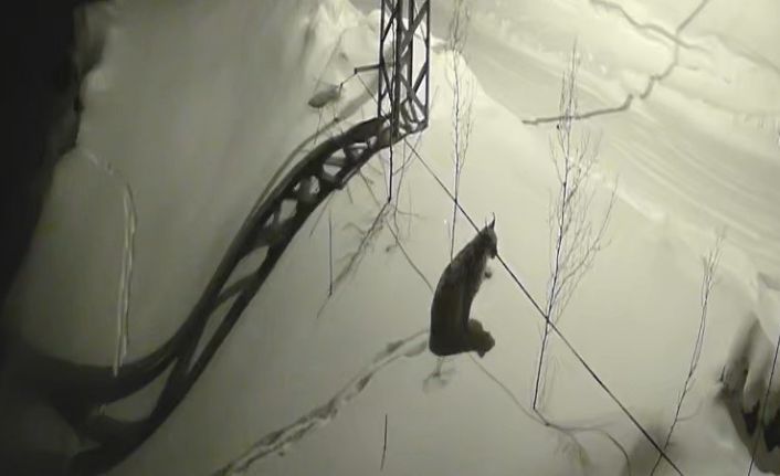 Bayburt’ta köye inen vaşak güvenlik kamerasında: Yol kenarında durup çevreyi izledi