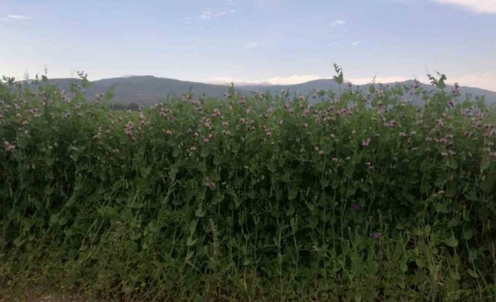Bayburt’ta yüzde 50 hibeli bezelye tohumu desteğinde başvurular 23 Mart’ta başlıyor