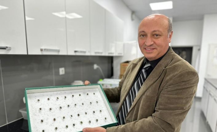 Böcekler cinayetleri aydınlatıyor: Ölüm zamanı ve olay yeri entomolojiyle belirlenebiliyor