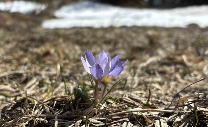 Bolu’da iki mevsim bir arada yaşanıyor: Karlar arasında çiğdemler çiçek açtı