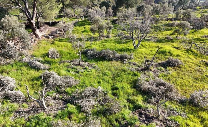 Böyle öfke görülmedi, bir gecede yüzlerce incir ve zeytin ağacını kesip ortadan kayboldular